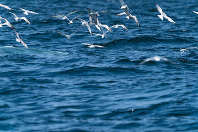 View of birds swimming in sea