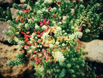 Close-up of fresh flowers on tree