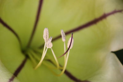 Close-up of plant growing outdoors