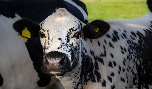 A black and white calf spotted like a dalmatian.