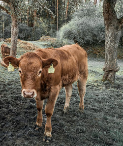 Cow standing in a field