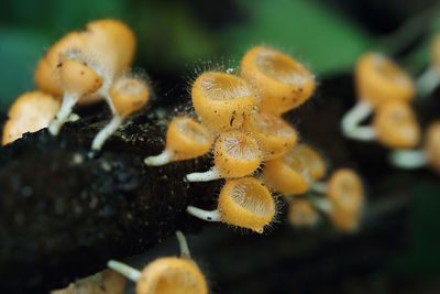 Close-up of coral in sea