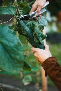 Cropped image of hand holding leaves