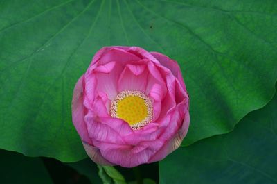 Close-up of pink lotus water lily