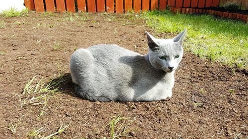 Cat relaxing on grassy field