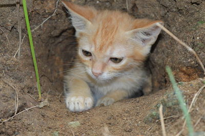 Close-up of cat