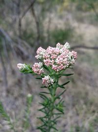 Close-up of pink flowering plant