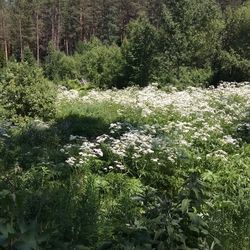 View of flowering plants in forest