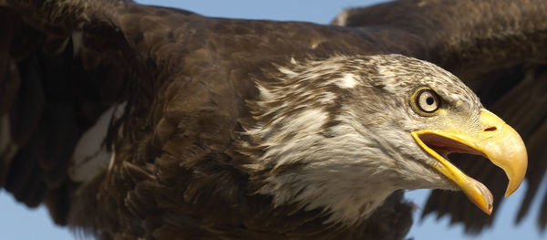 Close-up of eagle