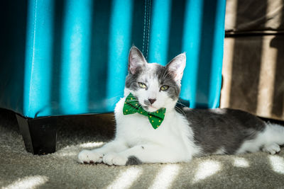 Portrait of cat sitting on carpet at home