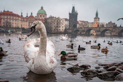 Swans swimming in lake