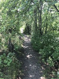 Trail amidst trees in forest