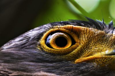 Close-up of animal eye