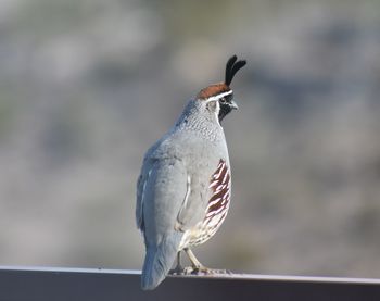 Close-up of bird perching outdoors