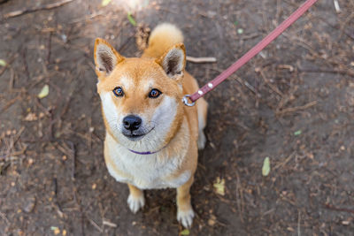 Portrait of dog