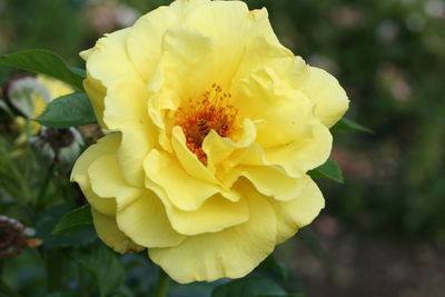 Close-up of yellow flower blooming outdoors