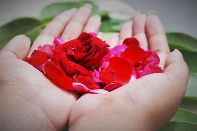 Close-up of hand holding red rose flower