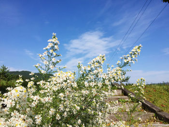 Low angle view of flowering plants on field against sky