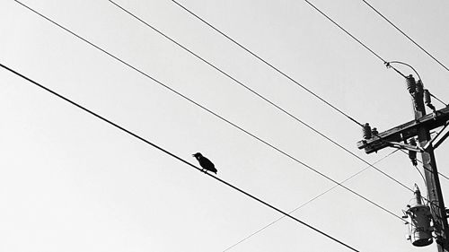 Low angle view of birds perching on cable against clear sky