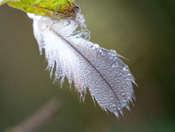 Close-up of frozen plant
