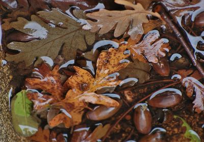 Full frame shot of dry leaves on field