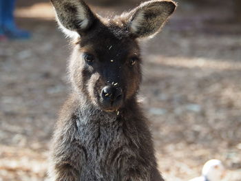 Close-up portrait of kangaro on field