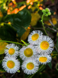 Close-up of white flowering plants