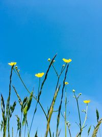 Low angle view of flowering plants against blue sky