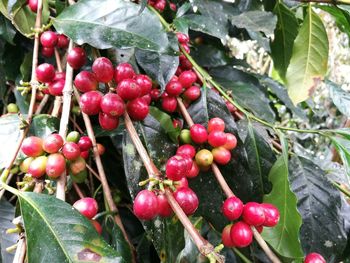 Close-up of cherries on tree