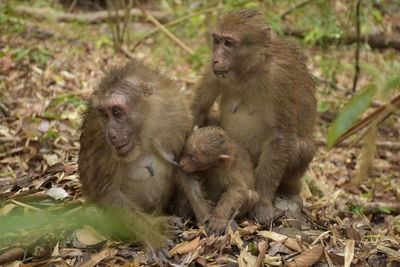 Monkeys sitting on a land