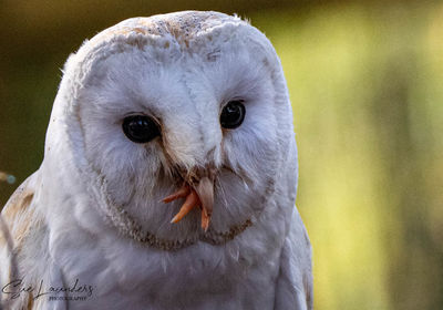Close-up portrait of a bird