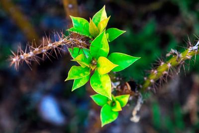 Close-up of leaves growing on plant