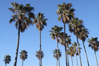 Low angle view of coconut palm trees against blue sky