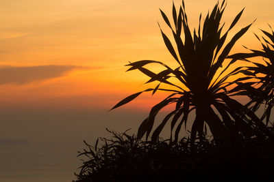 Silhouette plants against romantic sky at sunset