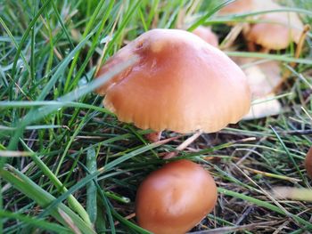 Close-up of apple on field