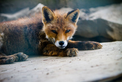 Portrait of cat lying on wood