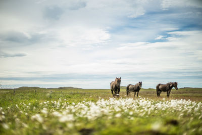 Horses grazing on field against sky