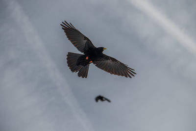 Low angle view of bird flying