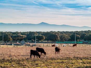 Horses in a field