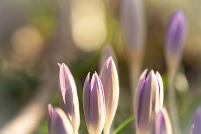 Close-up of purple crocus flower