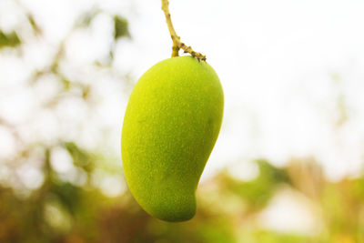 Close-up of lemon growing on plant