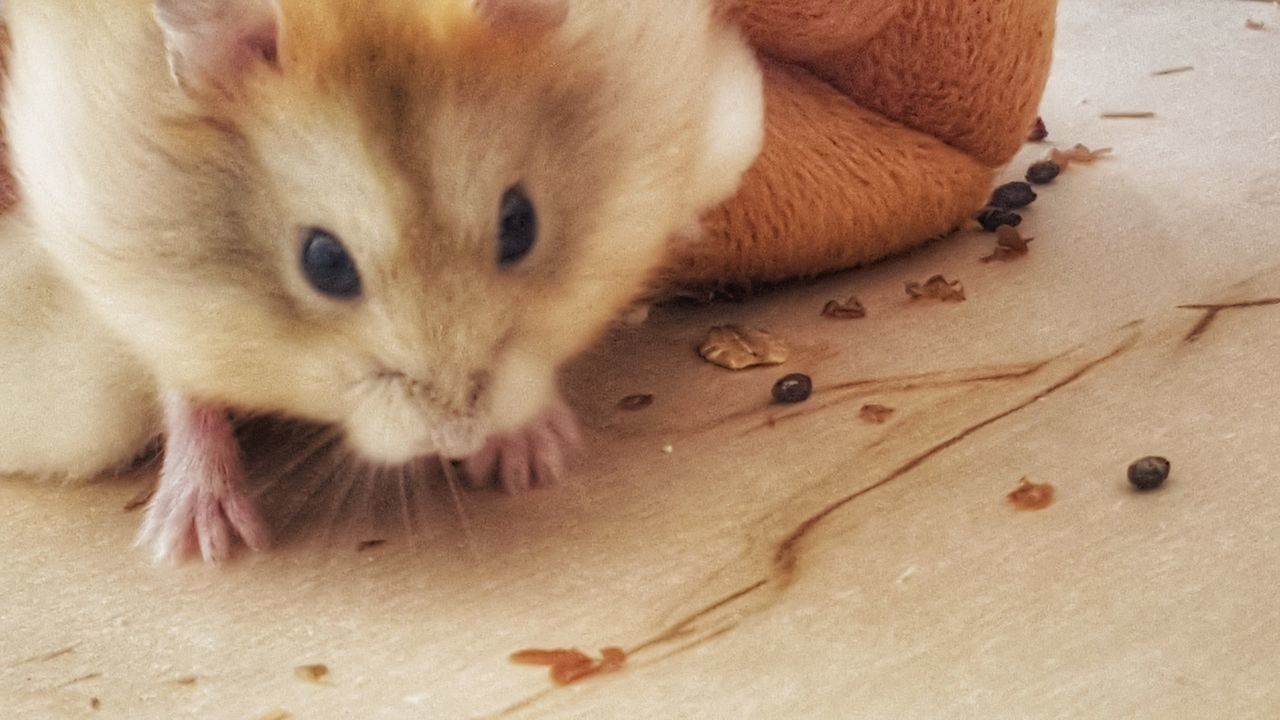 HIGH ANGLE VIEW OF CAT IN PEN