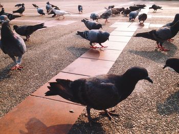 High angle view of birds perching on ground