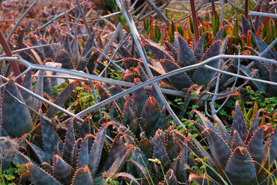 Close-up of plants