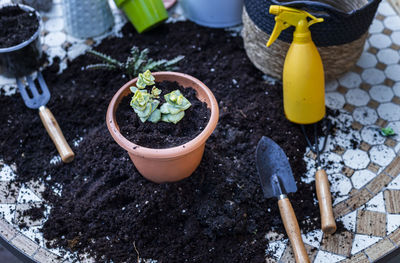 Table with tools for transplanting home plants. plant care and maintenance. hobby.