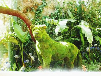 Close-up of lizard on tree