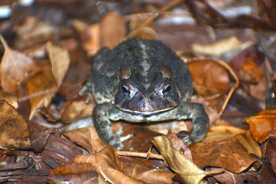 Close-up of frog on field