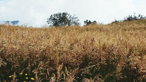 Crops growing on field against sky