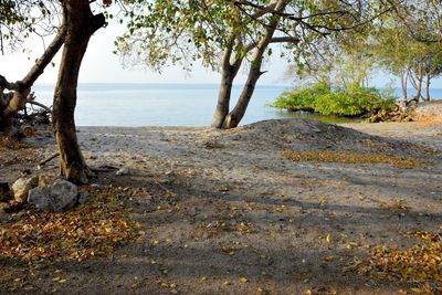 Trees growing on beach against sky