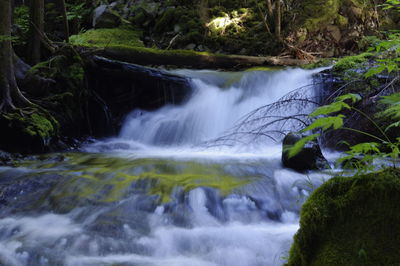 Scenic view of waterfall in forest